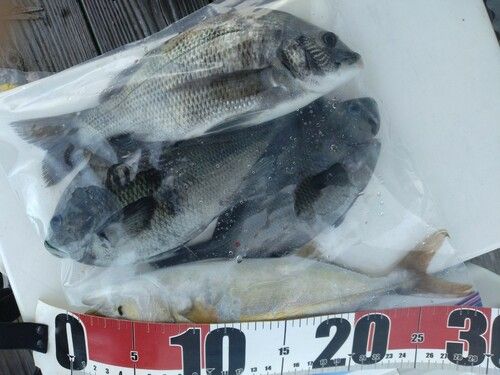 ワカシの釣果