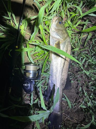 スズキの釣果
