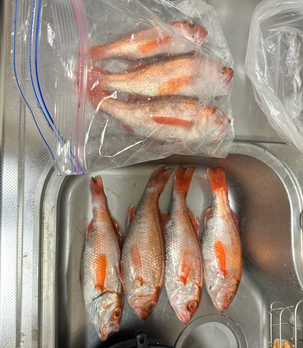 アカムツの釣果