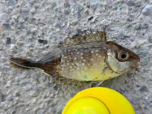 アイゴの釣果