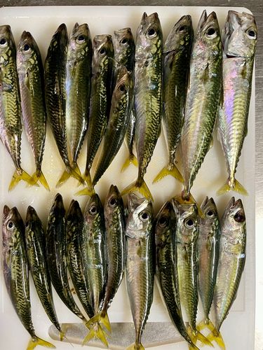サバの釣果