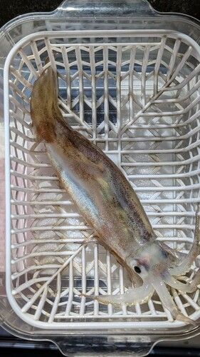 スルメイカの釣果