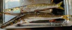カマスの釣果