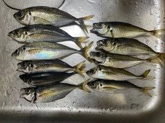 アジの釣果