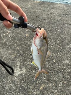 シオの釣果