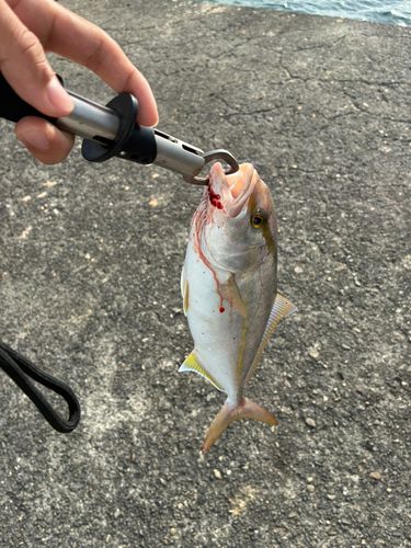 シオの釣果