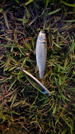 ボラの釣果