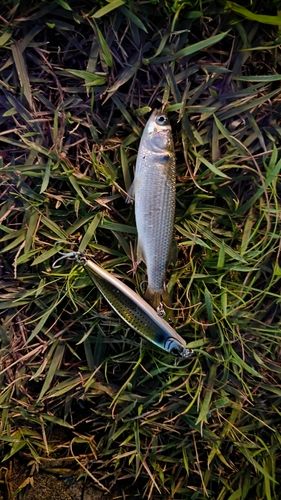 ボラの釣果