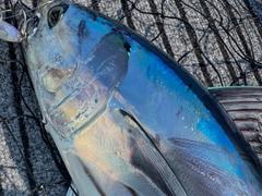 カツオの釣果