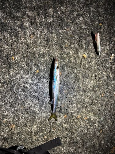 カマスの釣果