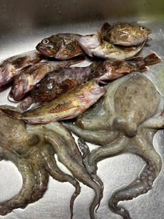 タコの釣果