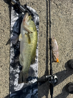 ブラックバスの釣果