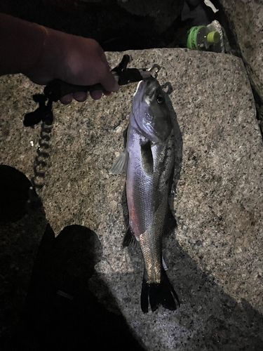 スズキの釣果