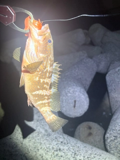 キジハタの釣果