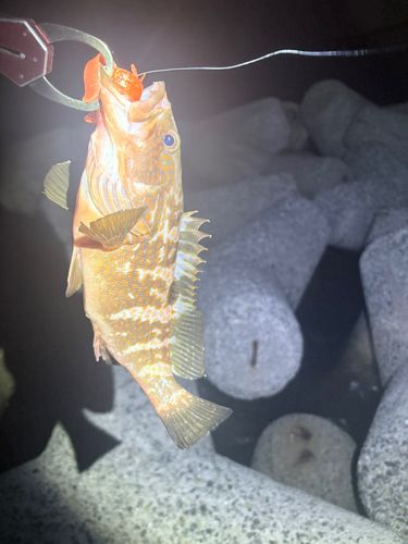 キジハタの釣果