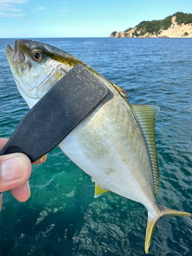 シオの釣果