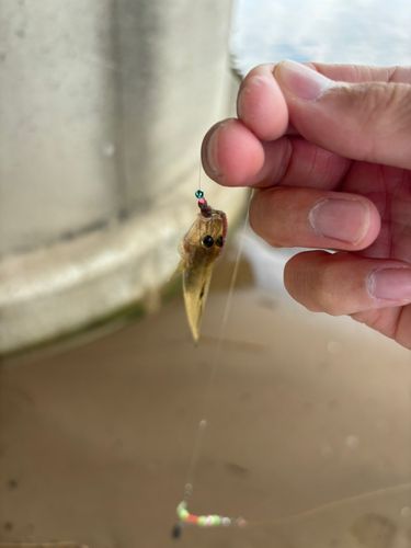 マゴチの釣果