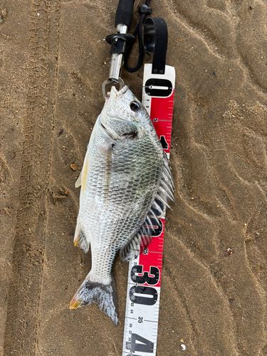 キビレの釣果