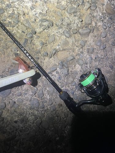 ネンブツダイの釣果