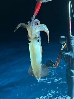 マイカの釣果