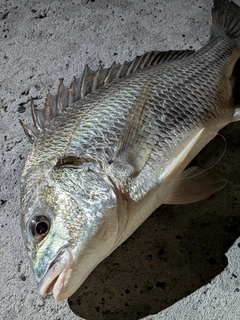 キビレの釣果