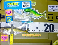 マアジの釣果