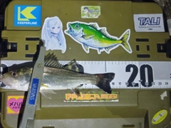 シーバスの釣果