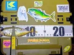 マアジの釣果