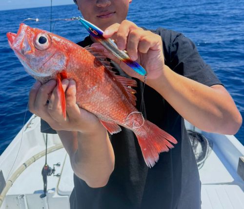 アカムツの釣果