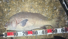 コロダイの釣果
