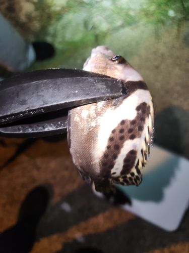 釣果