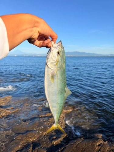 イナダの釣果