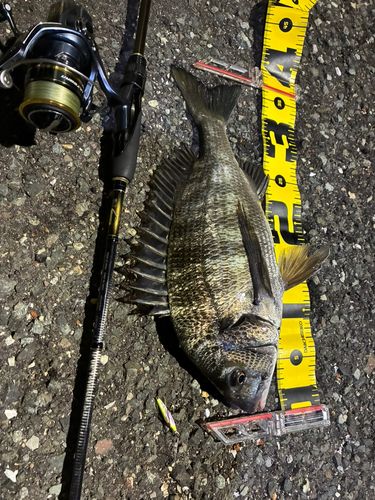 クロダイの釣果