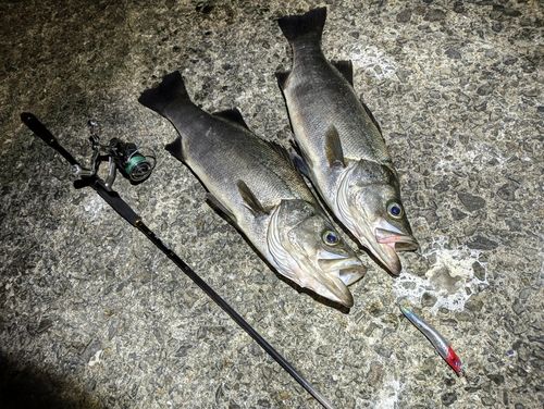 ヒラスズキの釣果