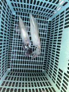 シロイカの釣果
