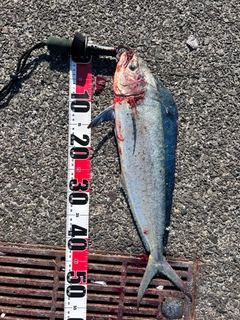 シイラの釣果