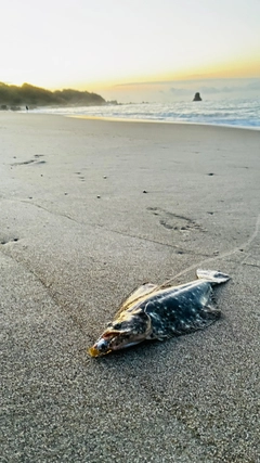ソゲの釣果
