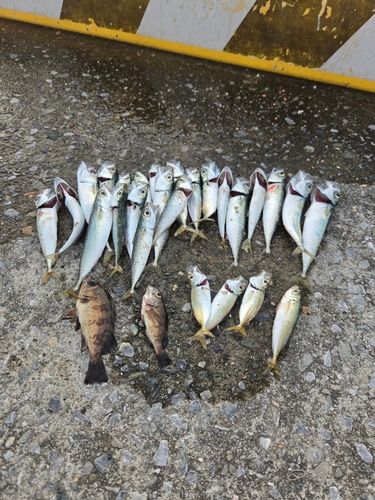 サバの釣果