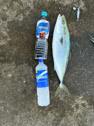 イナダの釣果