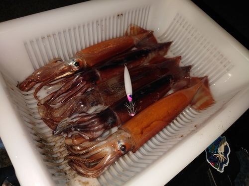 イカの釣果