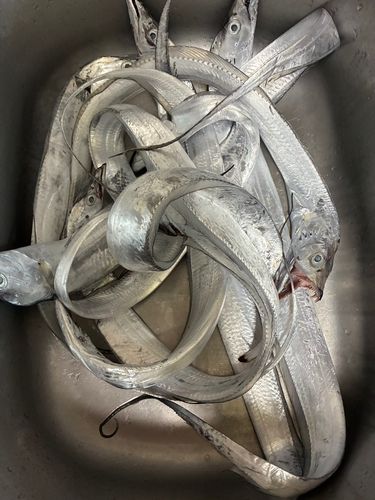 タチウオの釣果