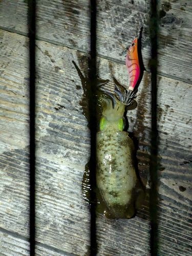 アオリイカの釣果