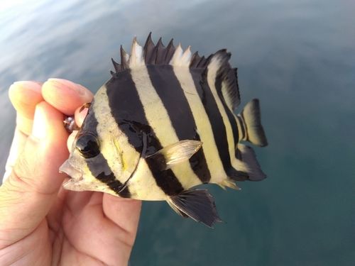 サンバソウの釣果