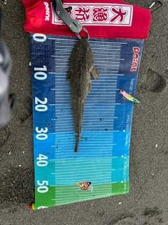 マゴチの釣果