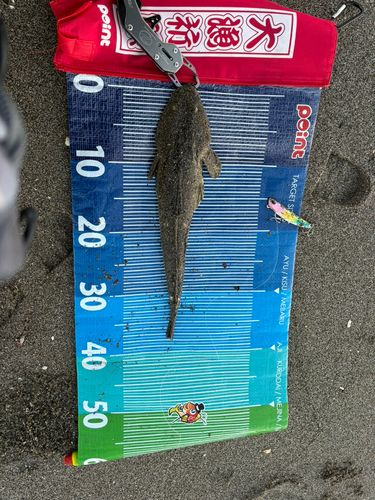 マゴチの釣果