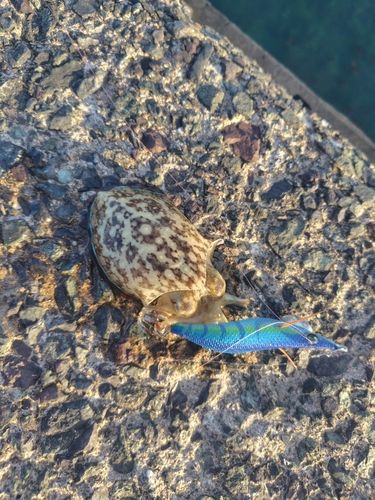 モンゴウイカの釣果