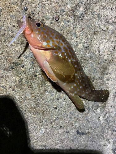 キジハタの釣果