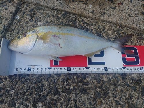 ネリゴの釣果