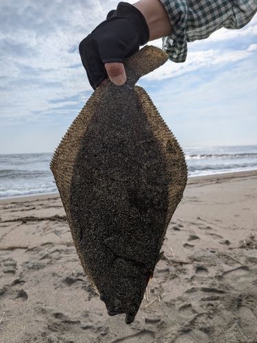 ヒラメの釣果