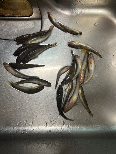 マハゼの釣果
